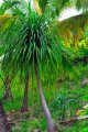 BOCARNEA recurvata. Amérique centrale. Liliaceae. 4-6m